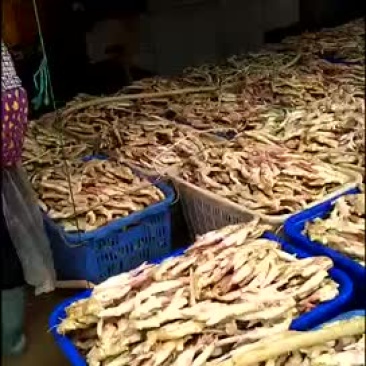 子姜