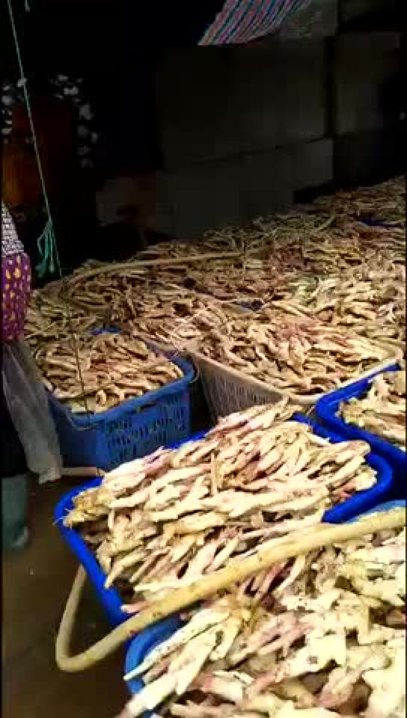 子姜