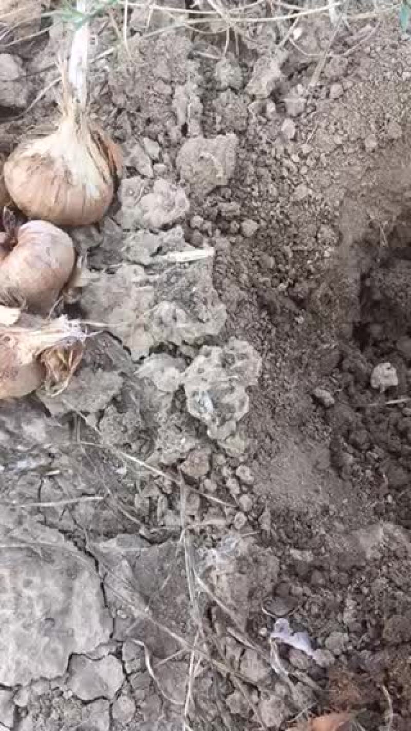 藏红花种球