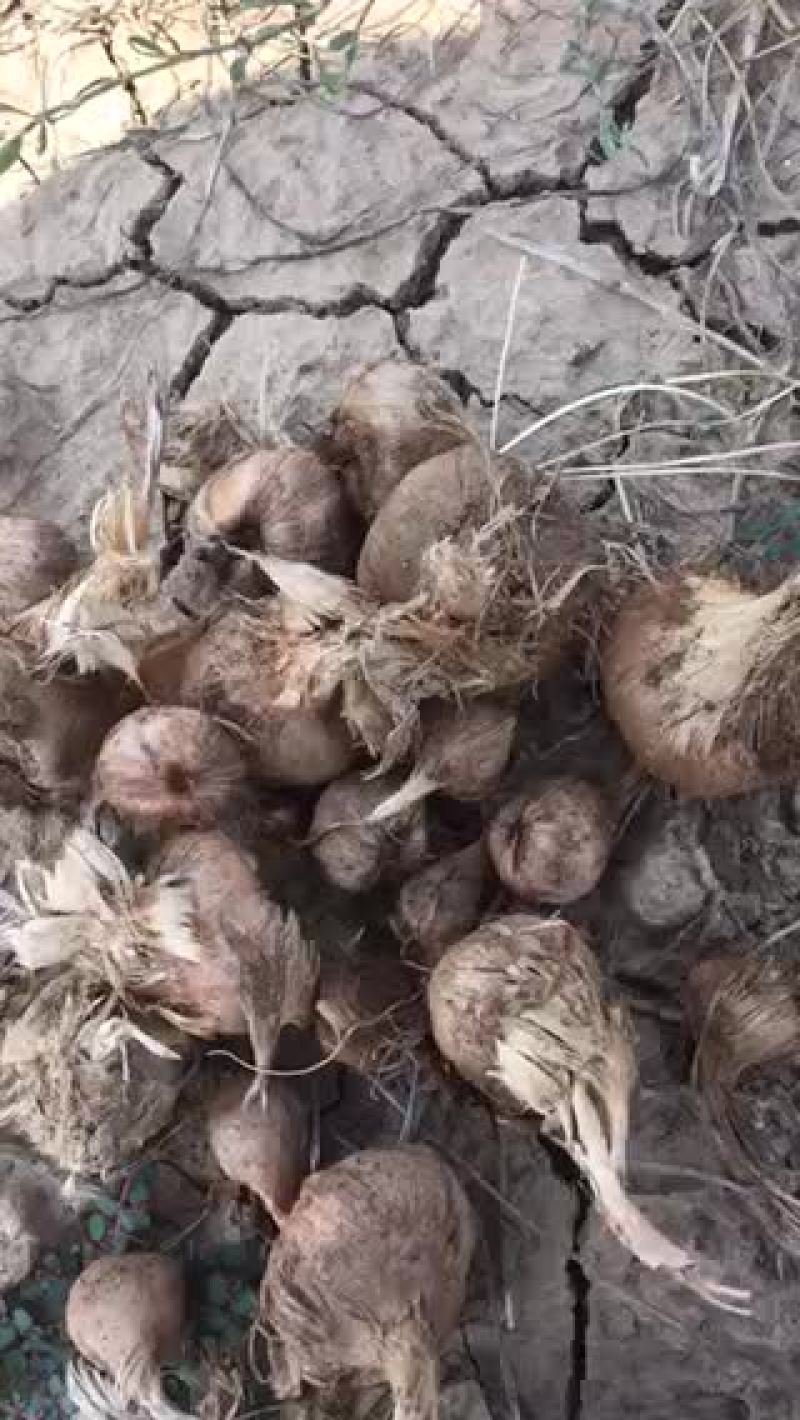 今天又要开始挖藏红花种球了，一个结21个