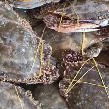 单冻三点带黄梭子蟹本地海捕视频看货质量保障等您来电