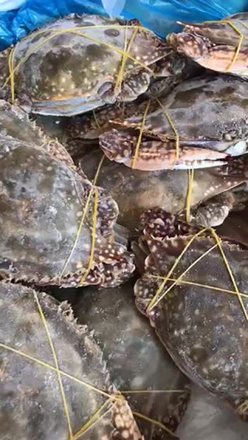 单冻三点带黄梭子蟹本地海捕视频看货质量保障等您来电
