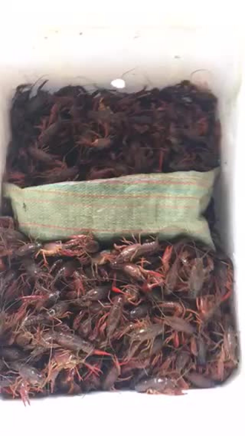 小龙虾