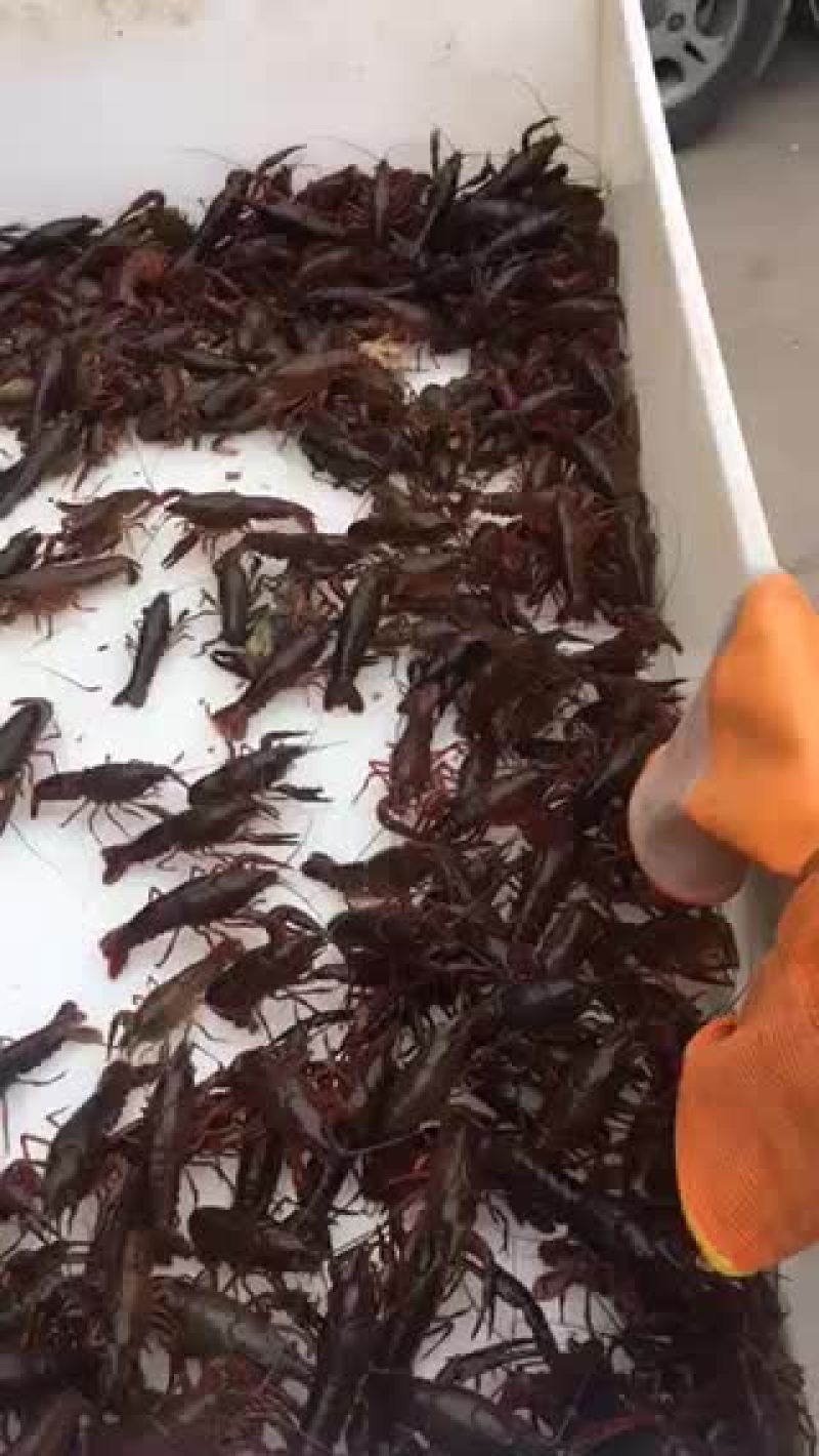 小龙虾
