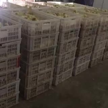 大三花鹅苗包运输包防疫量大从优