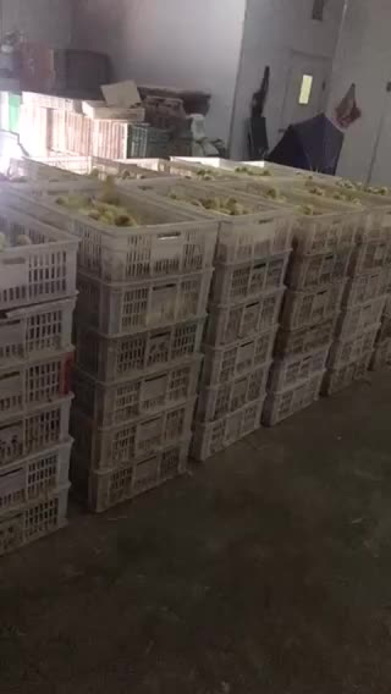 大三花鹅苗包运输包防疫量大从优