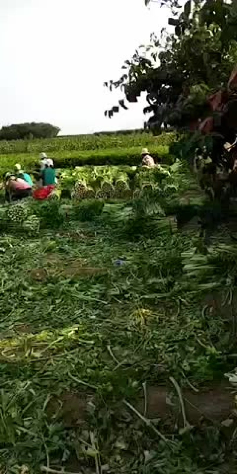 芹菜