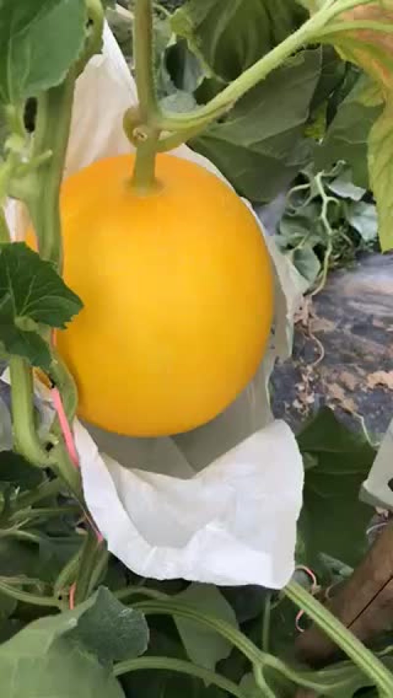 九红瑞