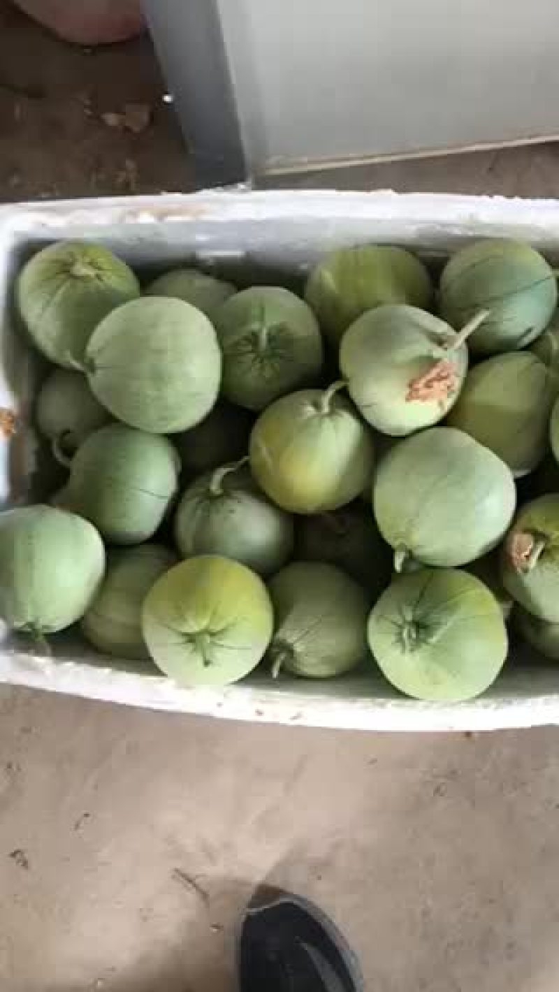 绿宝甜瓜