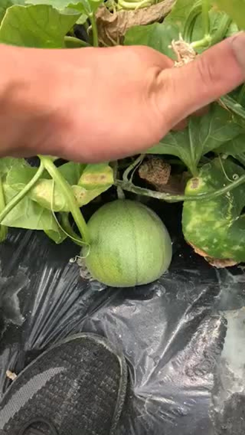 绿宝甜瓜
