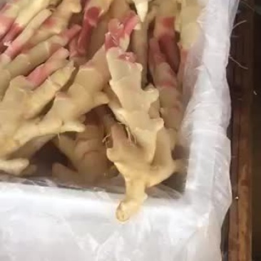 子姜