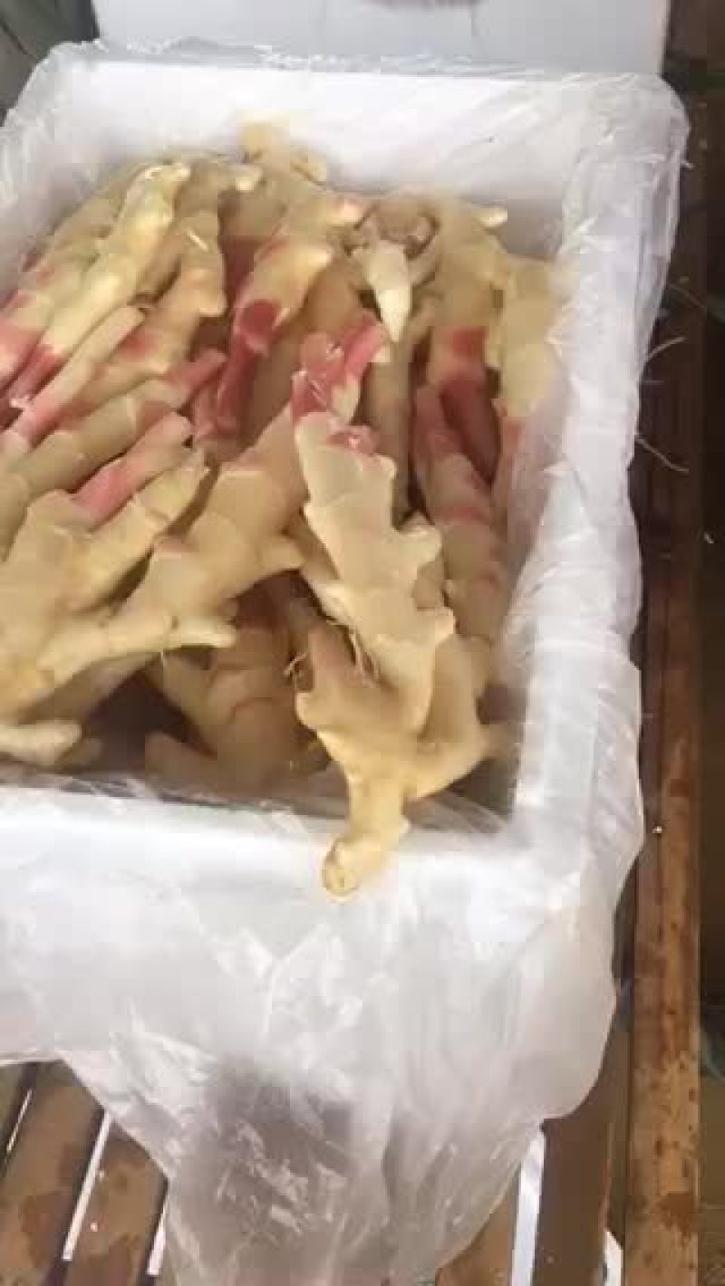 子姜