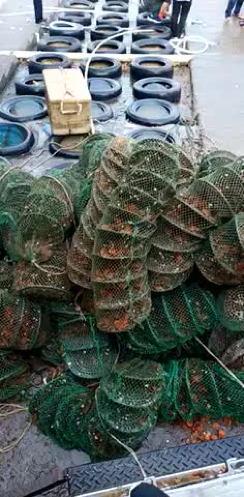黄金扇贝自产自销价格更优