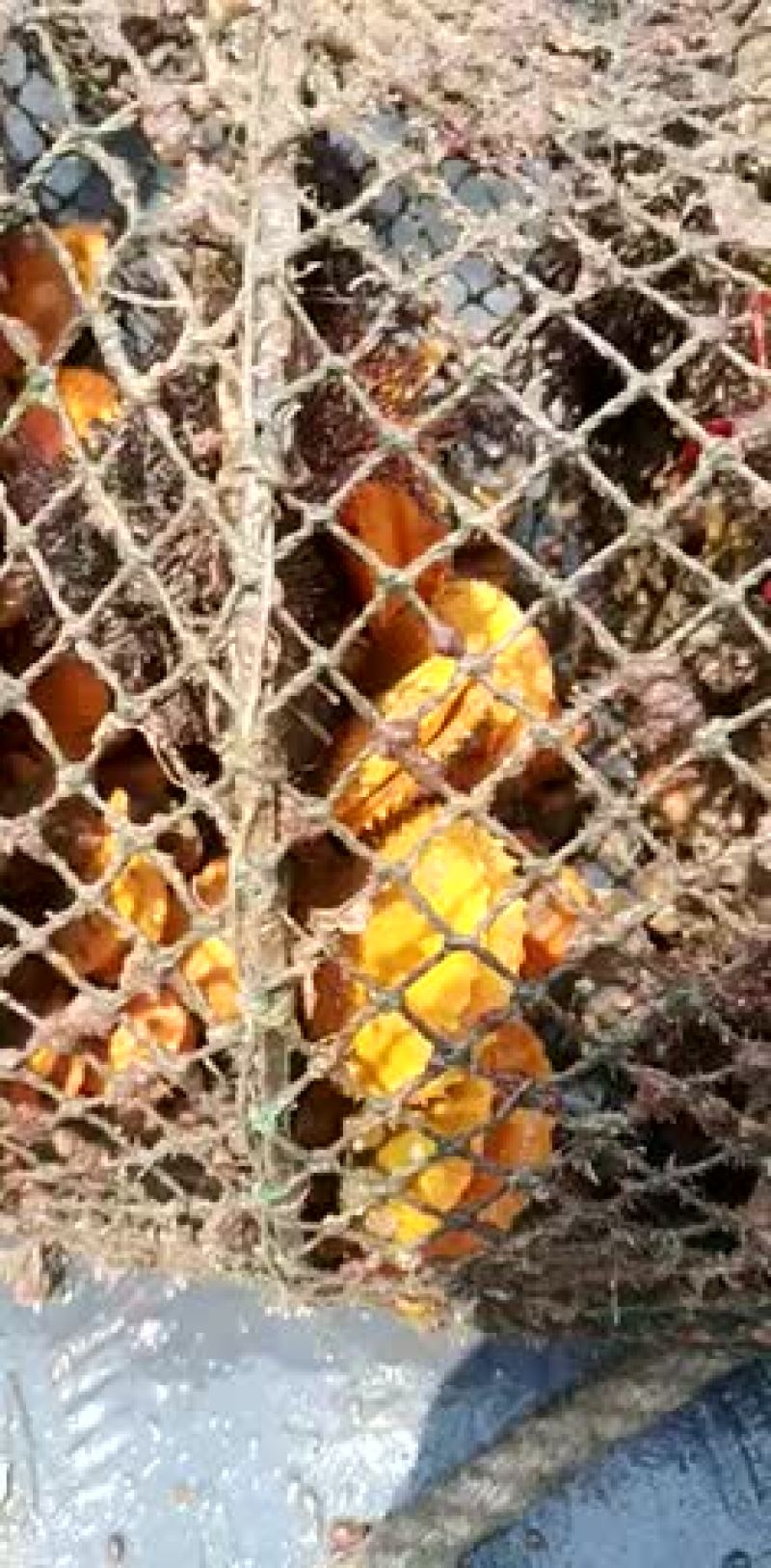 黄金扇贝自产自销价格更优