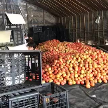 精品硬粉西红柿