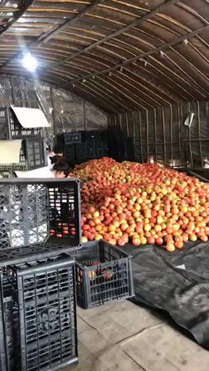 精品硬粉西红柿