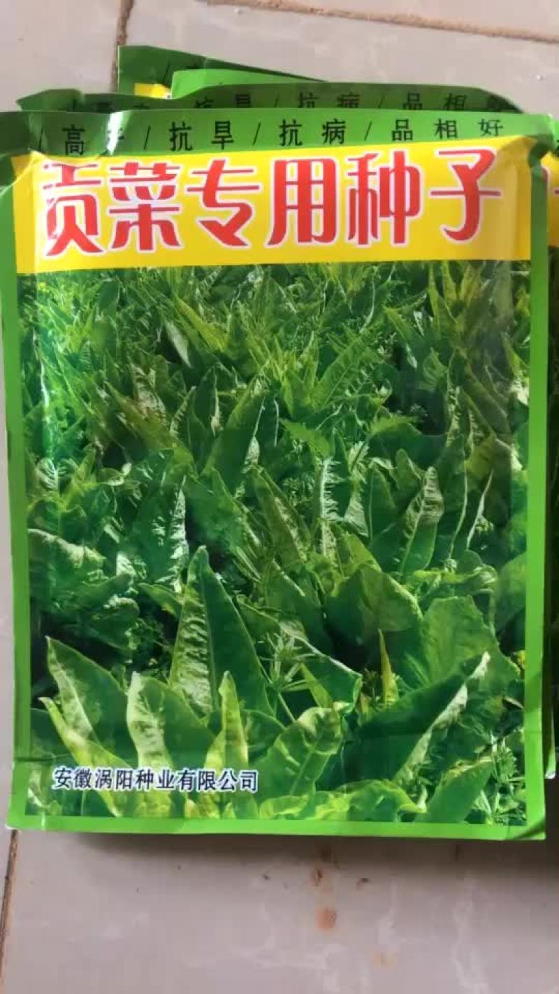优质贡菜种子，优质高产，优选种子