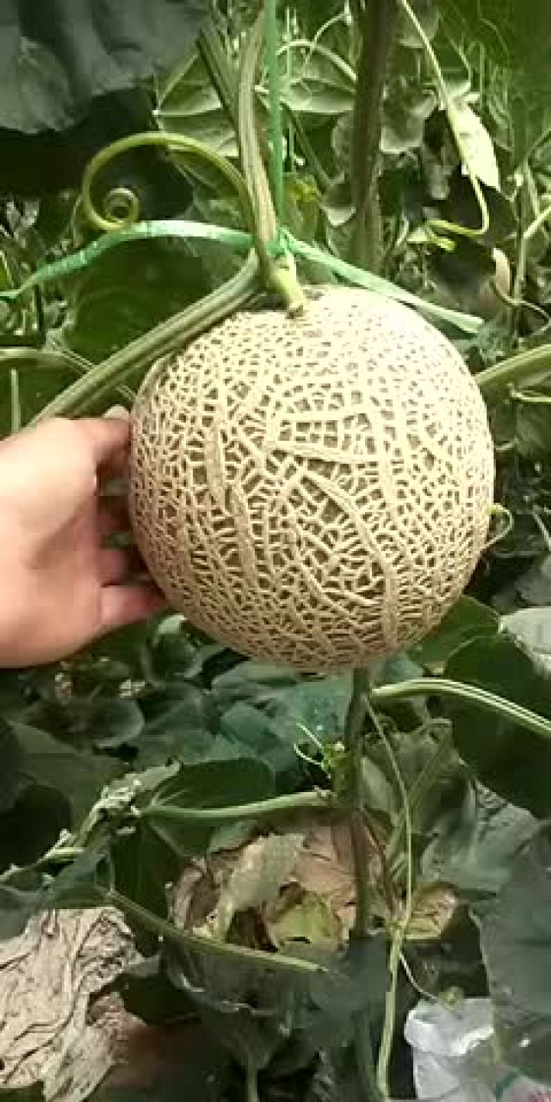 西州蜜，耀龙，耀农，都之果等
