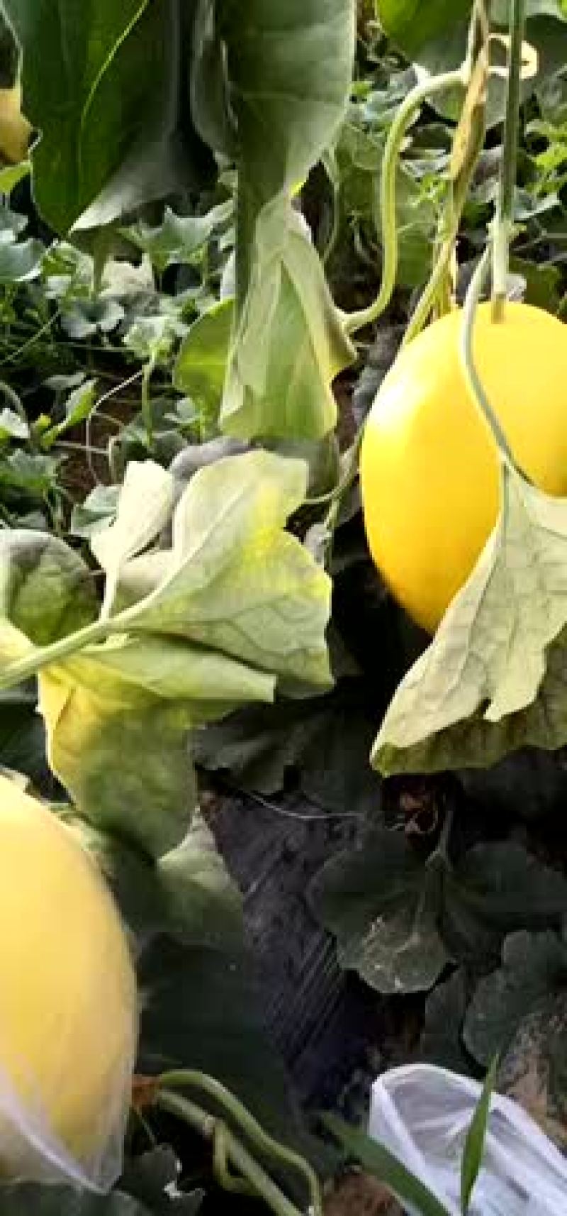 西州蜜，耀龙，耀农，都之果等