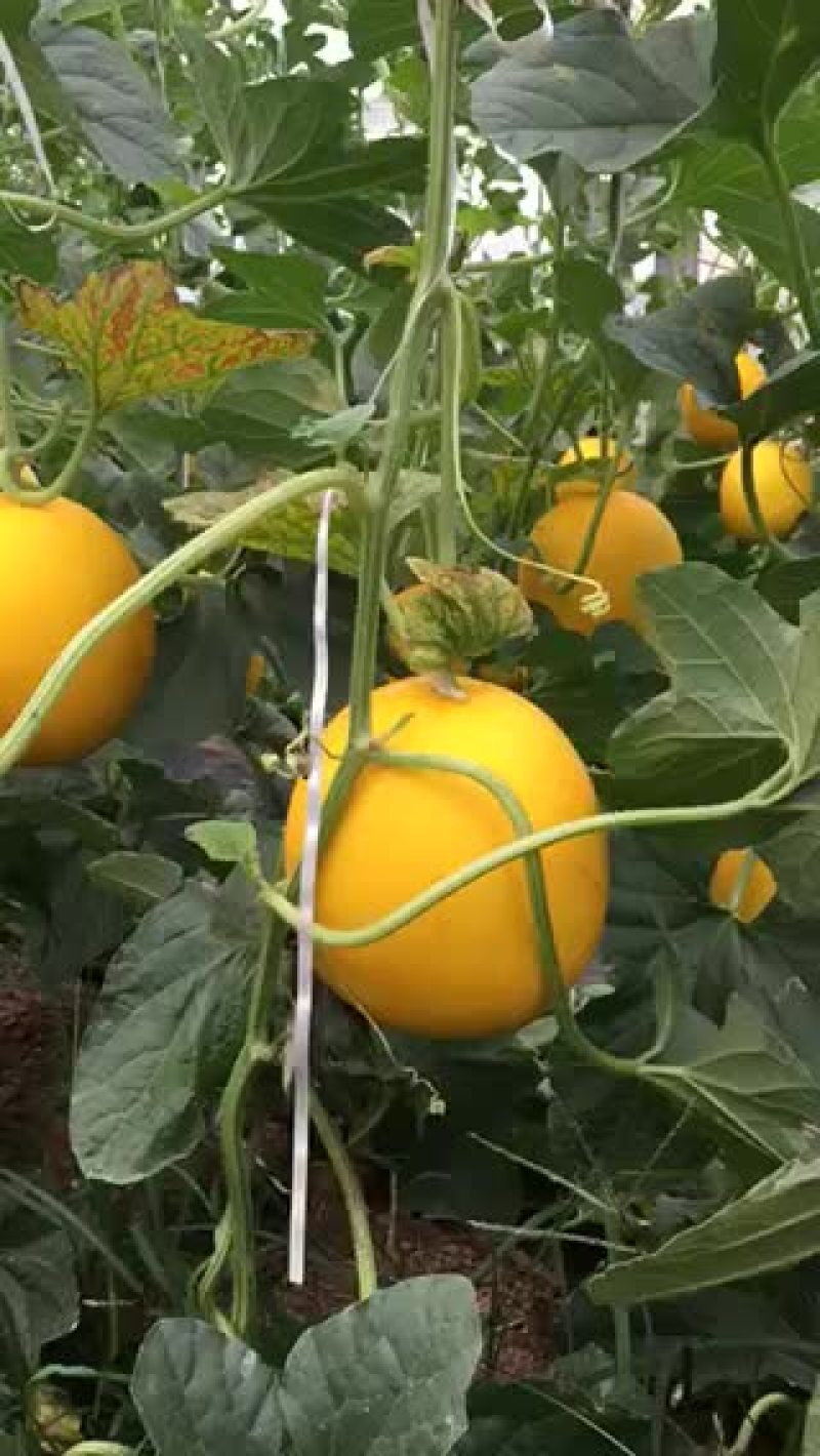 西州蜜，耀龙，耀农，都之果等