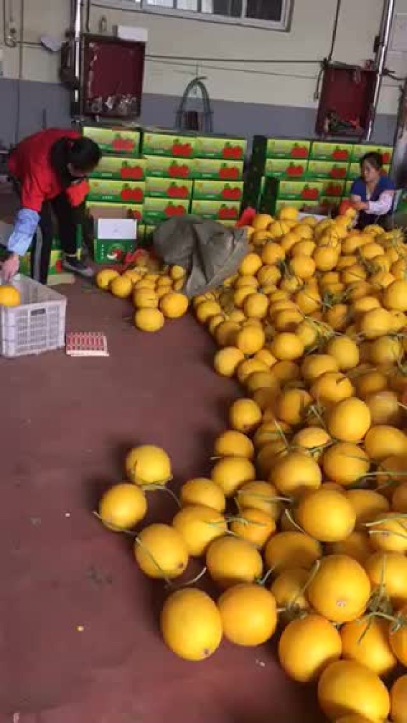 西州蜜，耀龙，耀农，都之果等