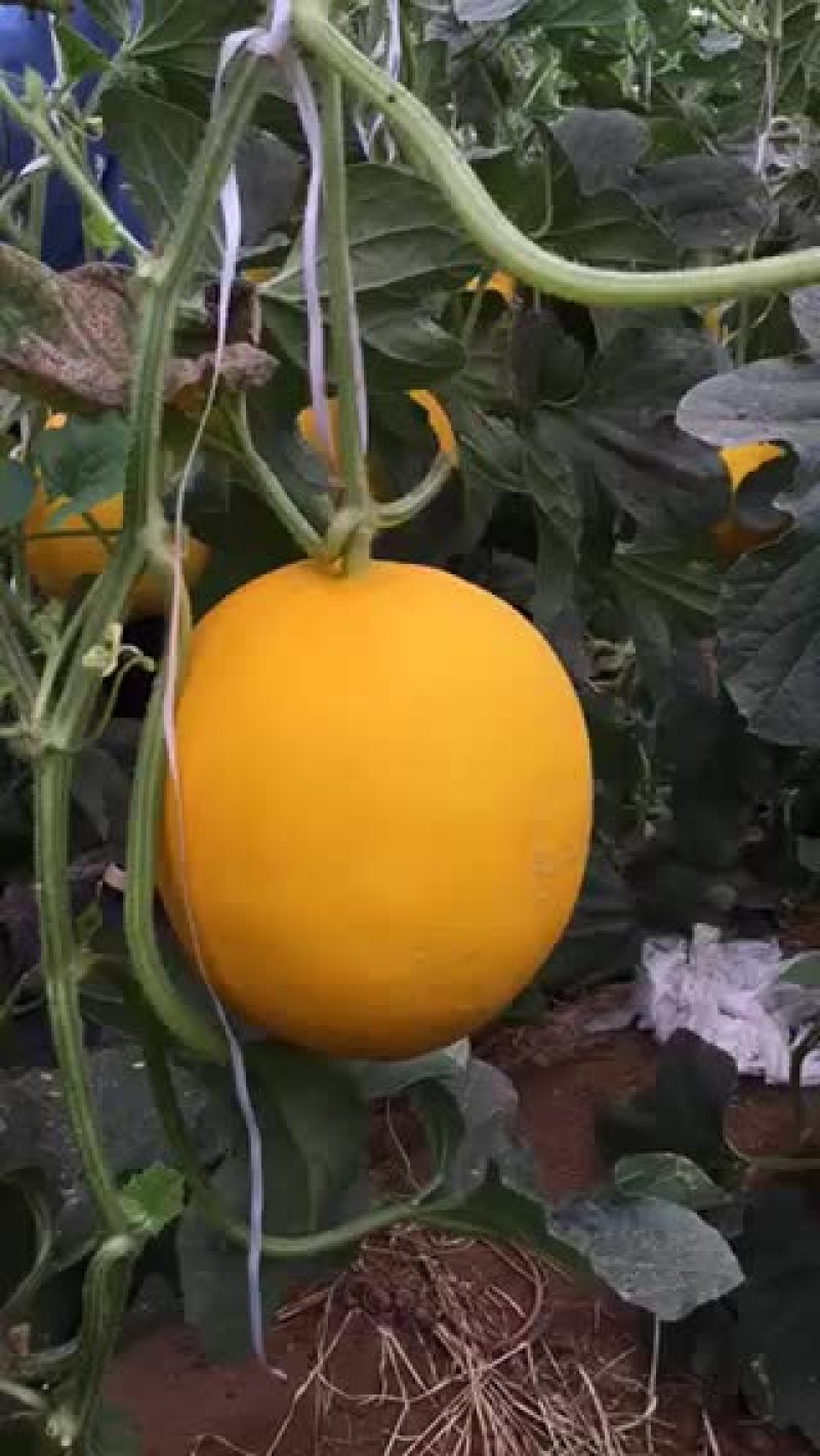 西州蜜，耀龙，耀农，都之果等