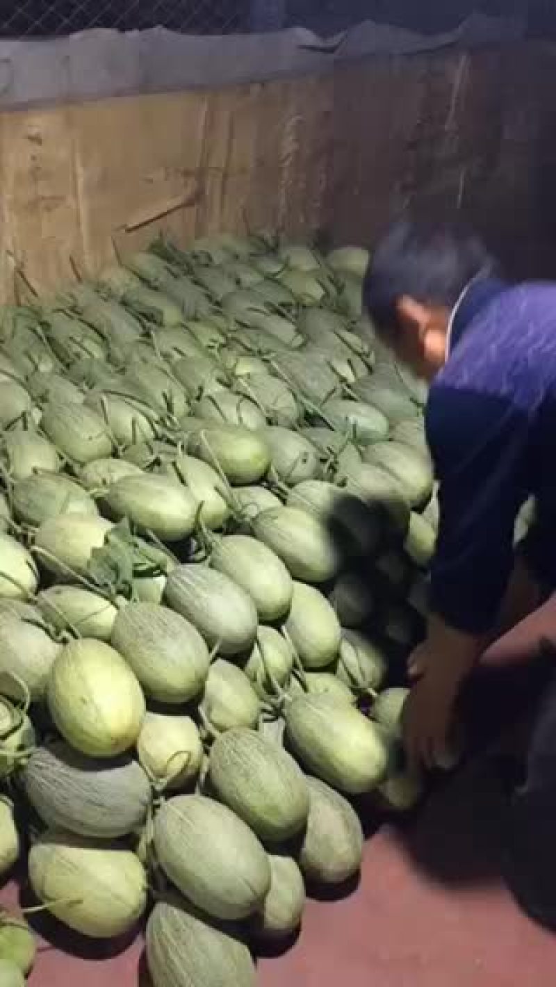 西州蜜，耀龙，耀农，都之果等