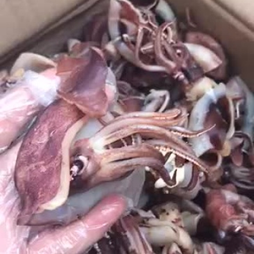 小海兔子干品