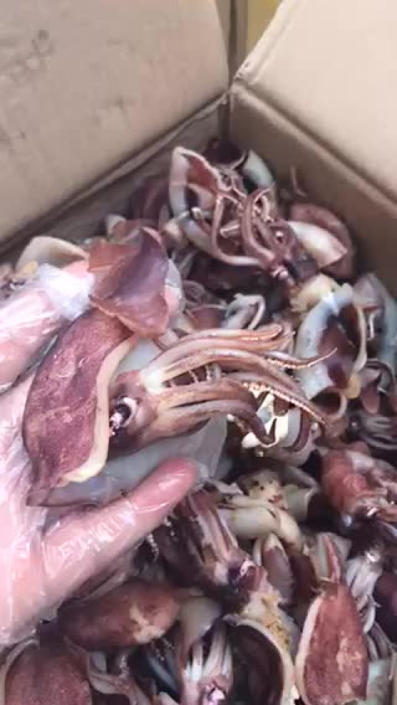 小海兔子干品