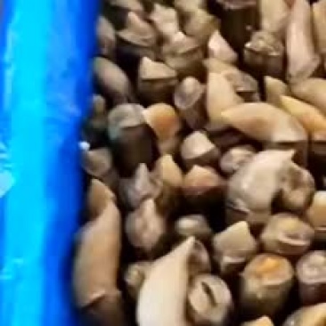 蛏王竹节蛏鲜活竹蛏王海鲜水产双头蛏贝类无沙蛏子王竹