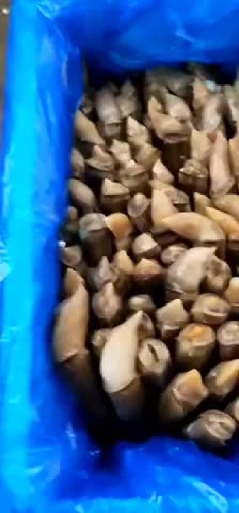蛏王竹节蛏鲜活竹蛏王海鲜水产双头蛏贝类无沙蛏子王竹