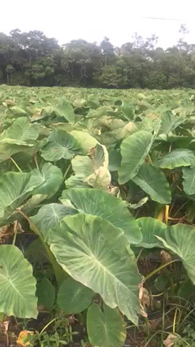大量收购芋头