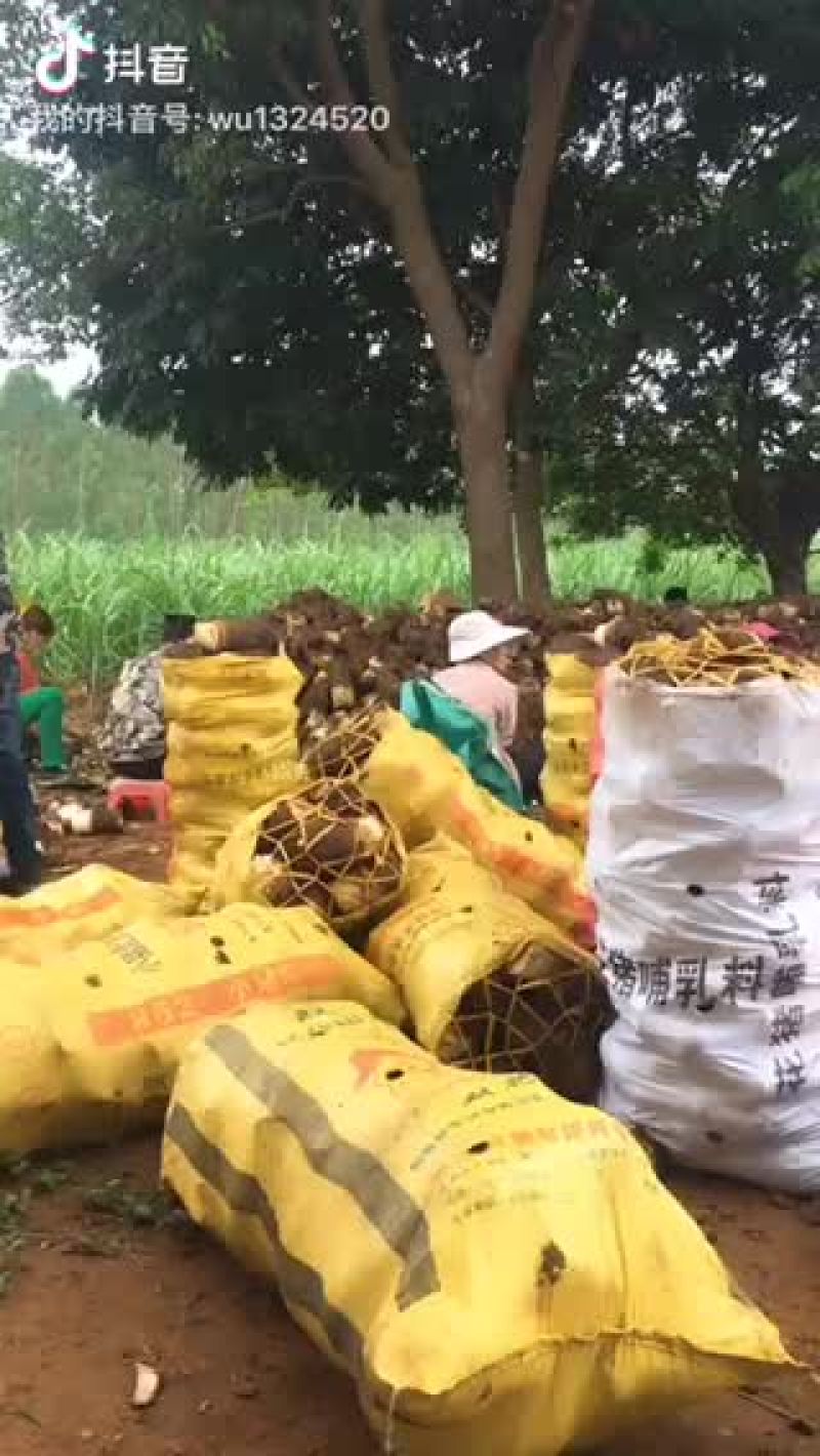 大量收购芋头
