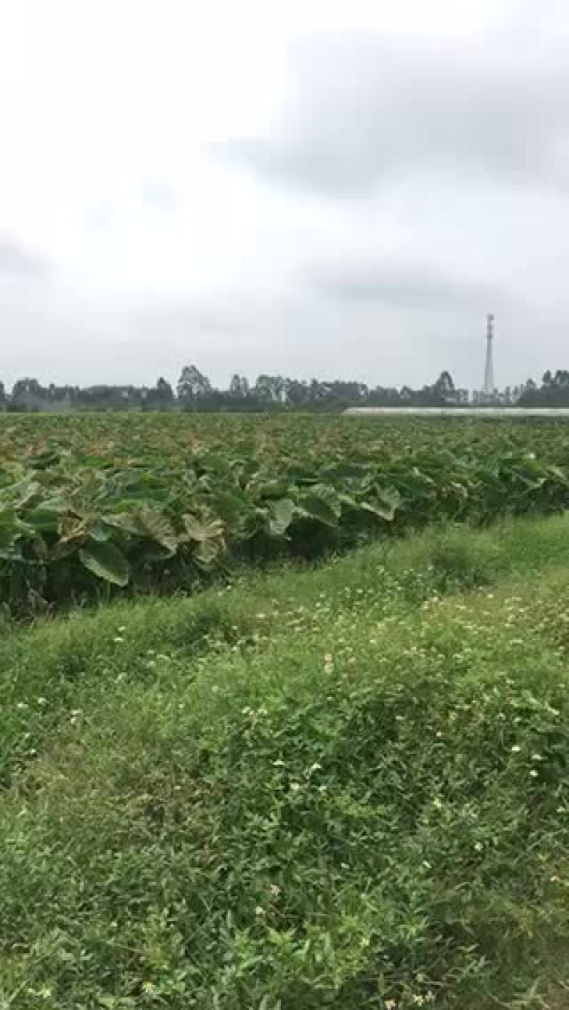 大量收购芋头