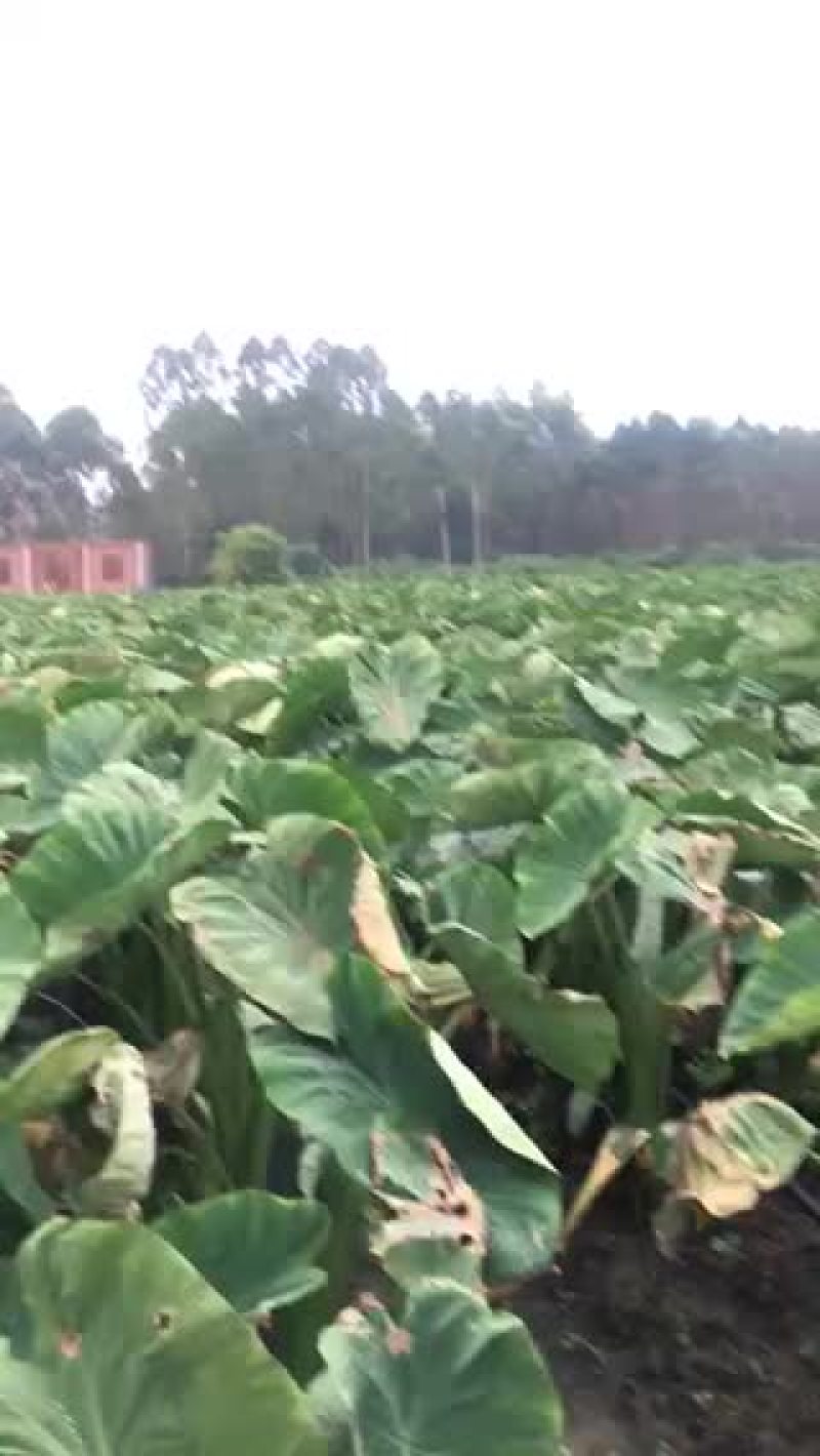 大量收购芋头
