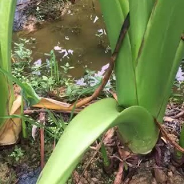 大量收购芋头