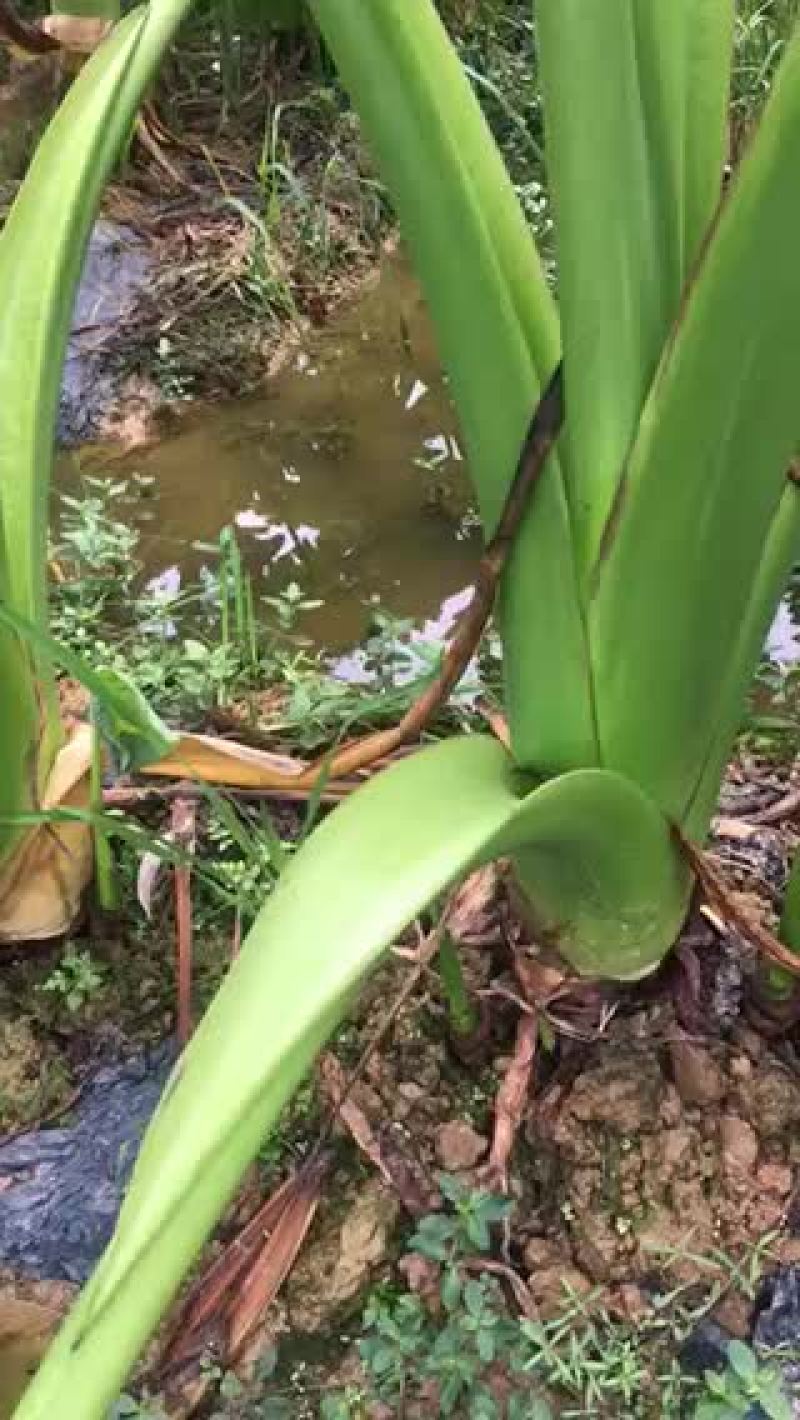 大量收购芋头