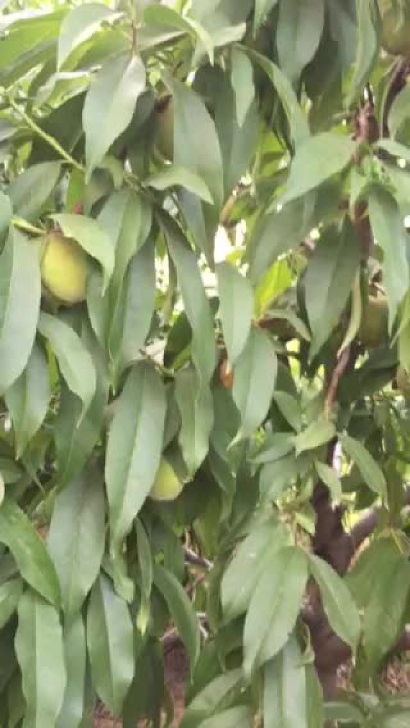 预售黄金冠黄桃