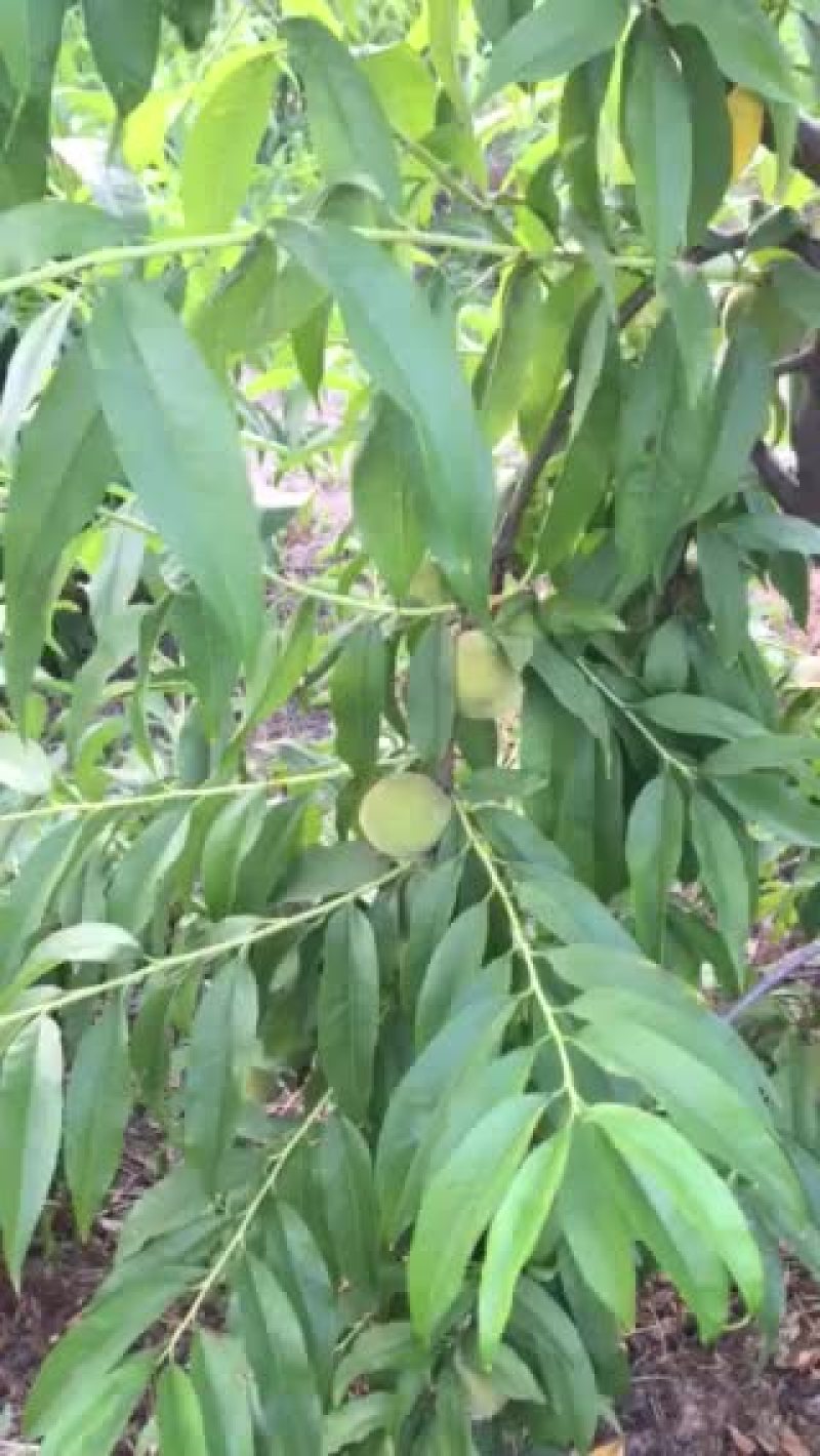 黄桃预售
