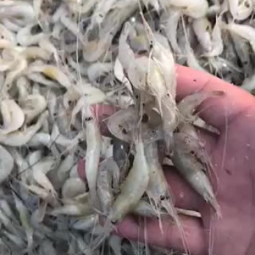 淡水白虾质量保证，需要联系