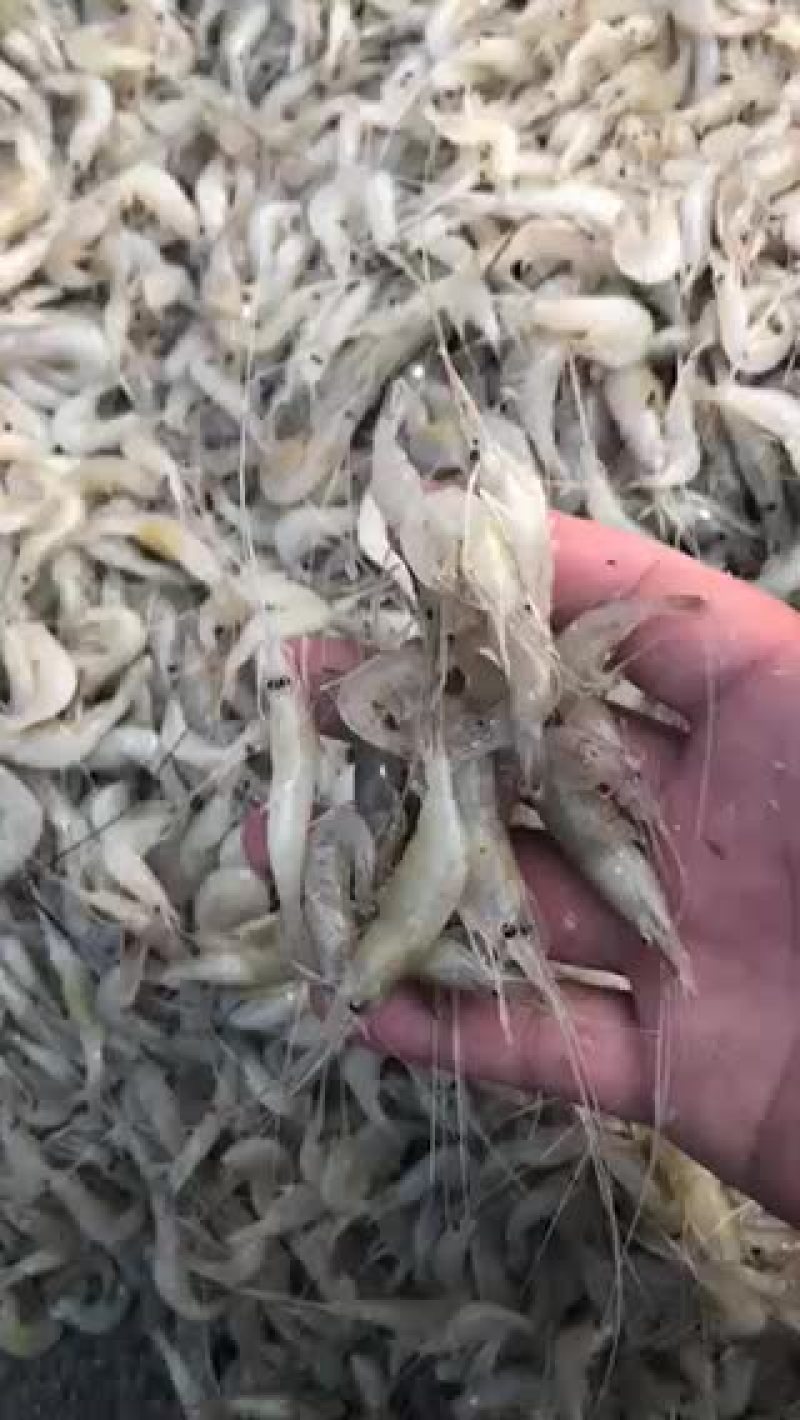 淡水白虾质量保证，需要联系