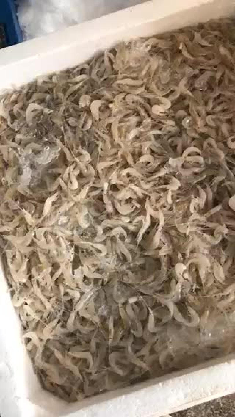 淡水白虾质量保证，需要联系