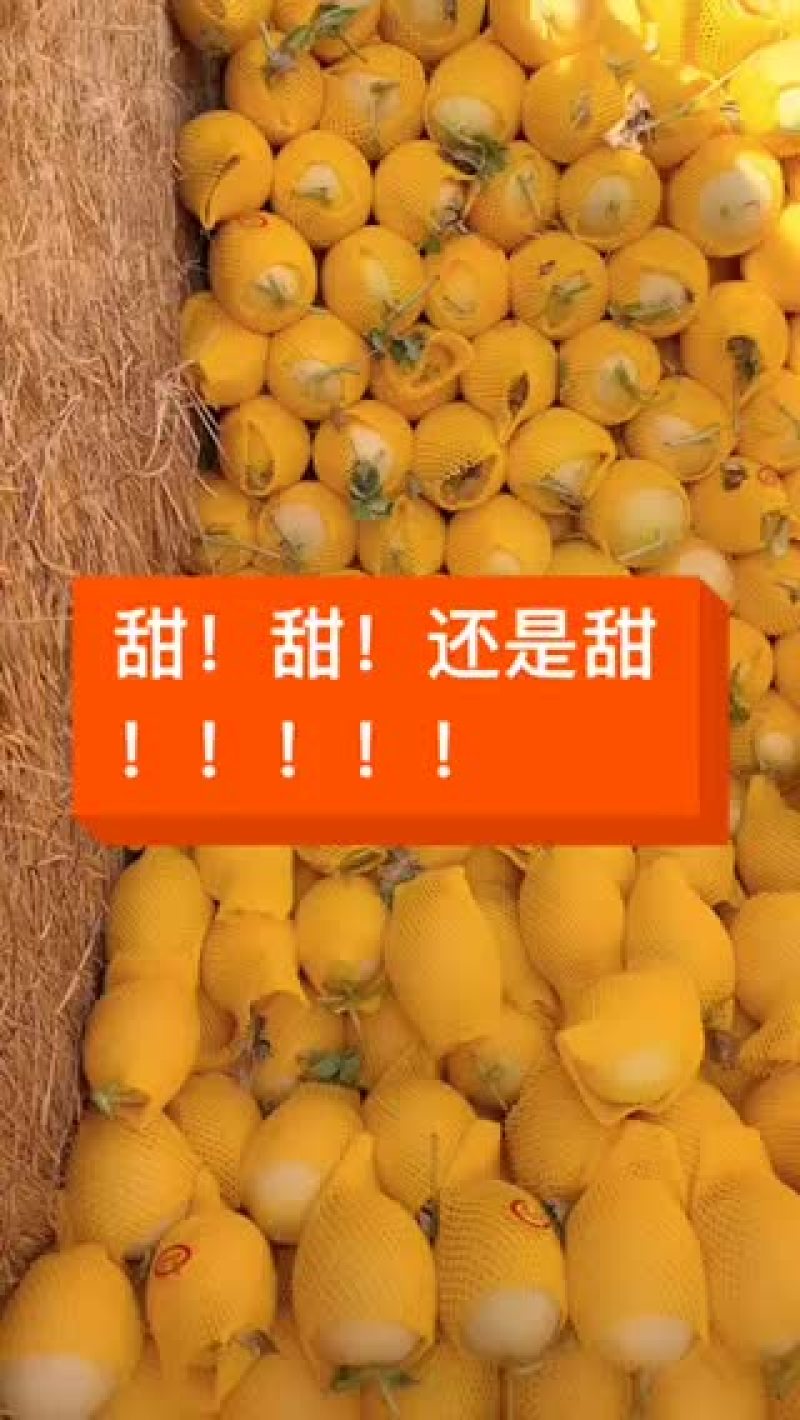 海花蜜哈密瓜