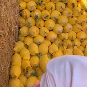 海花蜜哈密瓜