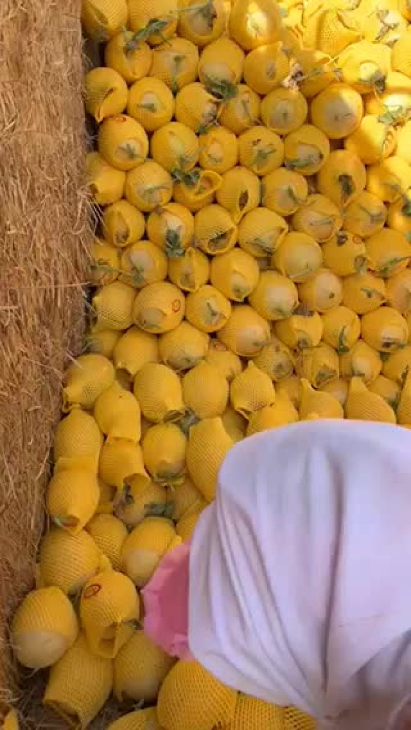 海花蜜哈密瓜