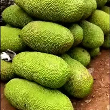 大果菠萝蜜批发代办