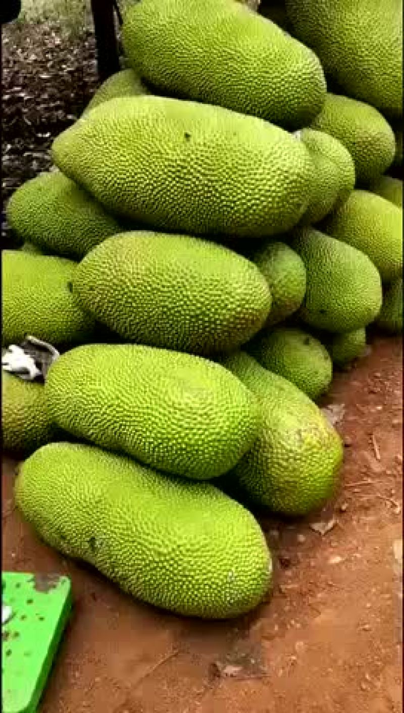 大果菠萝蜜批发代办