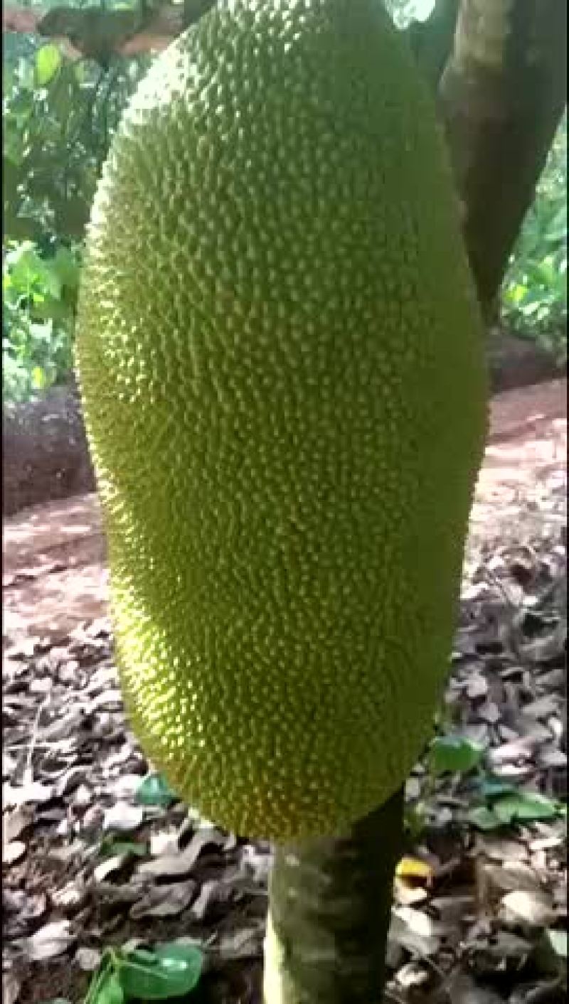 大果菠萝蜜批发代办