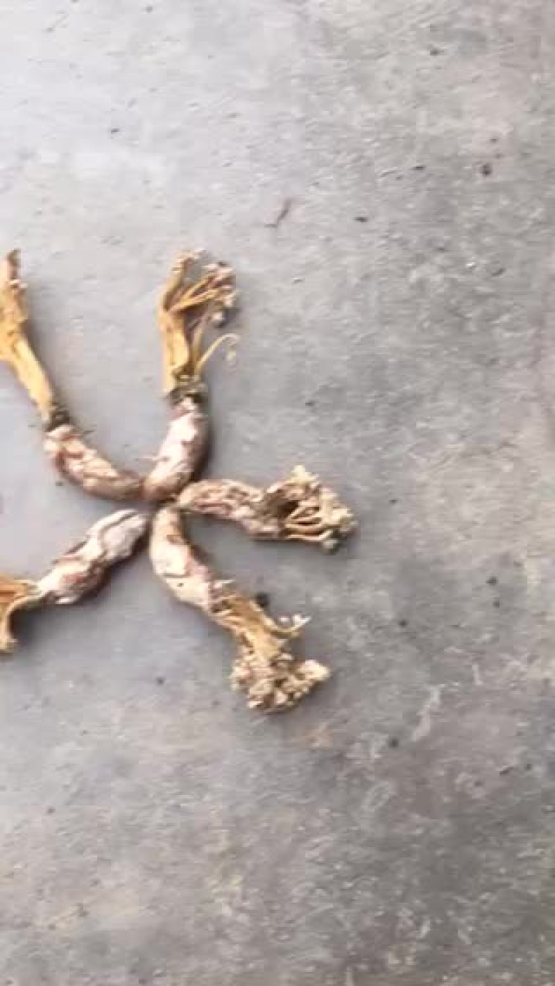 金蝉花