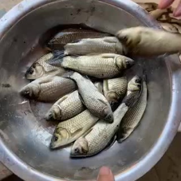 5-10条的中科三号鲫鱼，江都鲫鱼常州鲫鱼开始出售